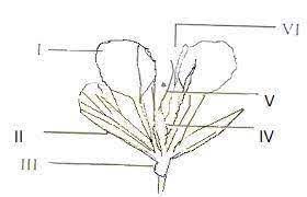 The diagram&nbsp;is an illustration of a part of a flower. Study it and answer  the...